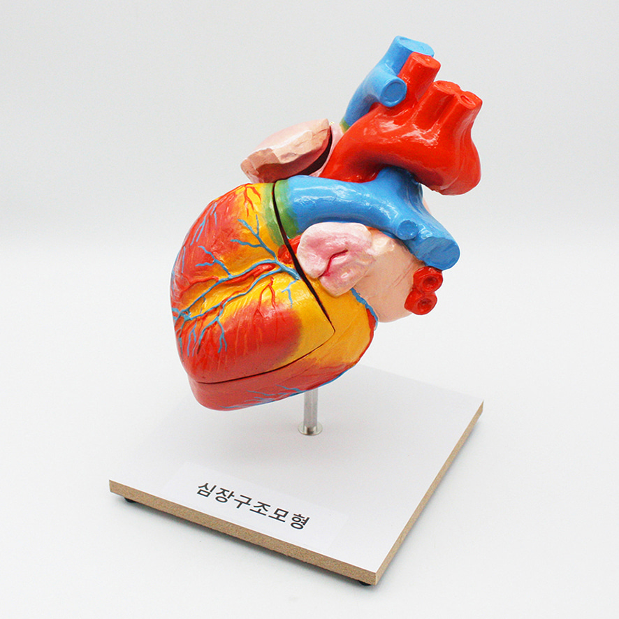 심장구조모형