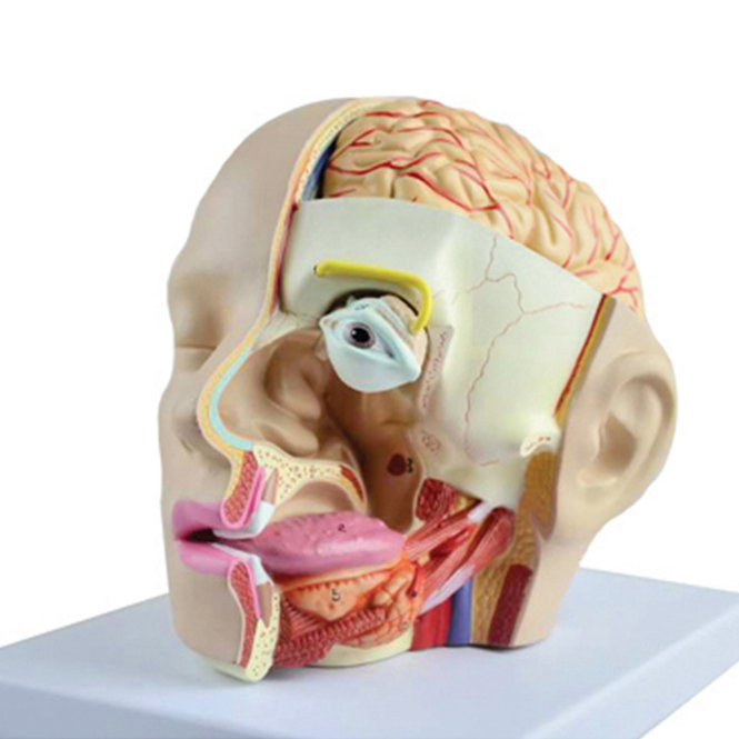 인체 감각기관 모형(분리조립식)