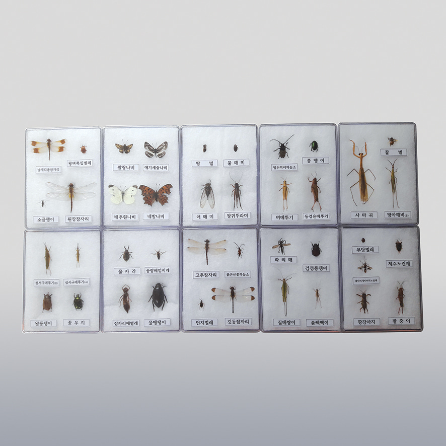 곤충표본 40종(아크릴케이스)